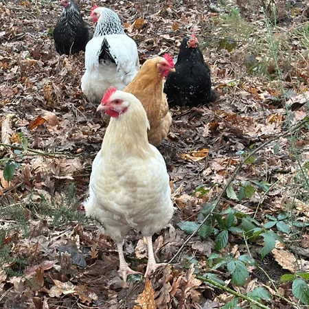 A La Campagne 2 Cerans-Foulletourte