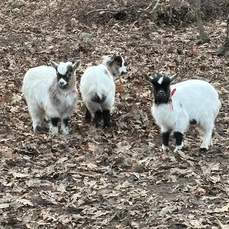 A La Campagne 2 * Cerans-Foulletourte