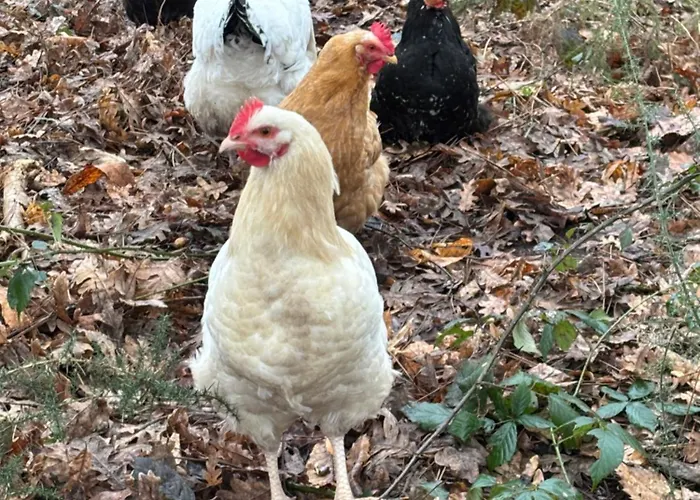 à La Campagne 2 Cérans-Foulletourte