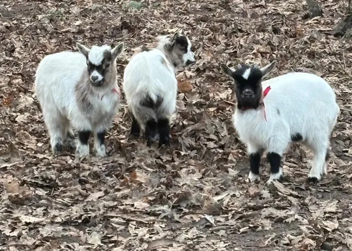 à La Campagne 2 * Cérans-Foulletourte